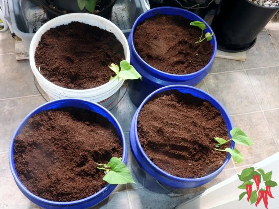 Planting Okinawan Sweet Potato Slips