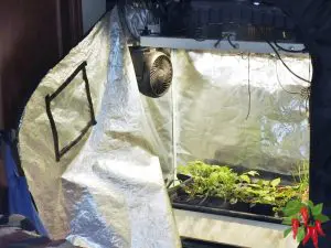 Using An iPower Grow Tent For Growing Vegetables