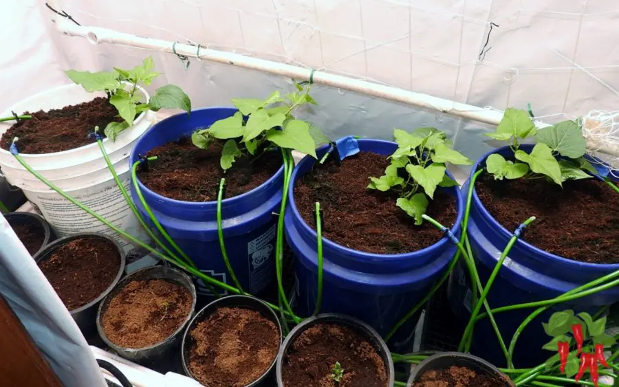 Hydroponic Sweet Potatoes Growing In 5-Gallon Buckets