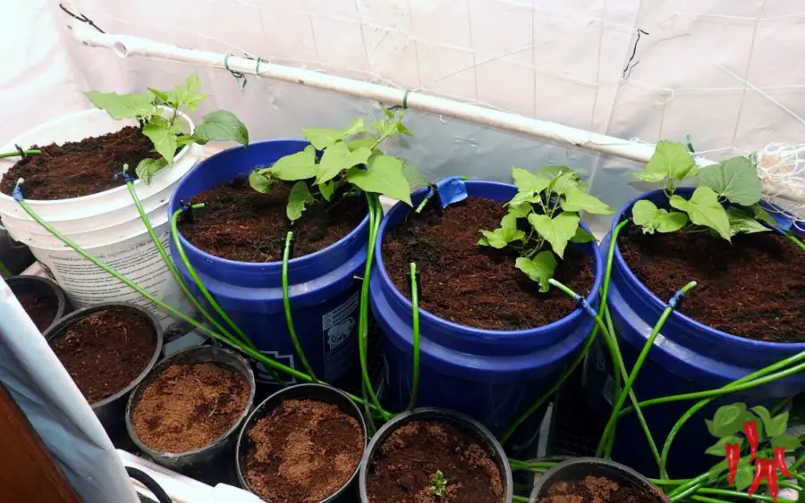 Hydroponic Sweet Potatoes Growing In 5-Gallon Buckets