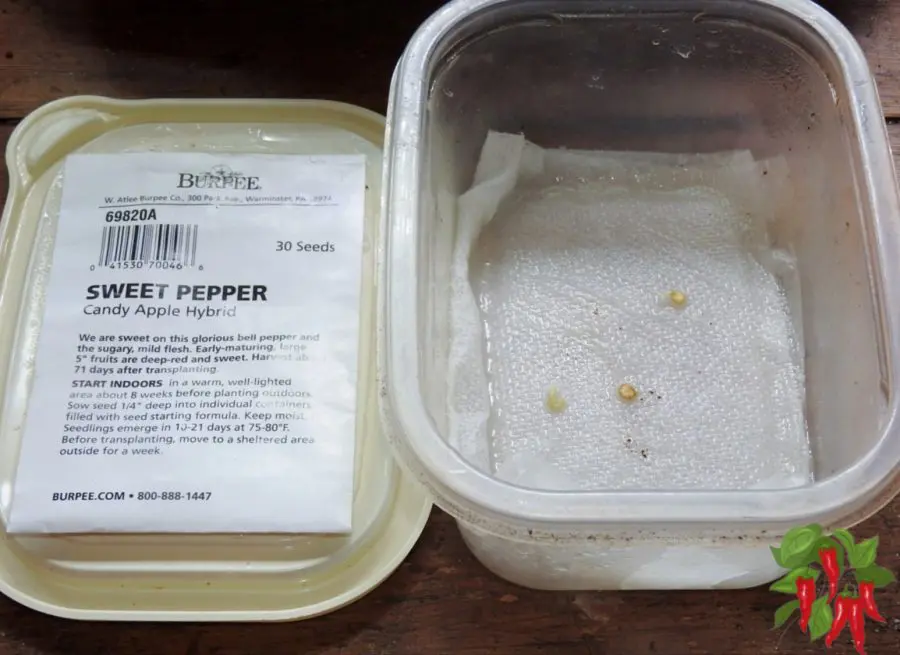 How To Grow Bell Pepper From Seeds