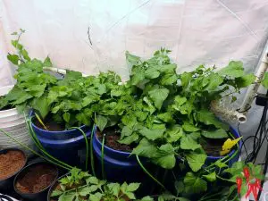 Small Closet Grow Room Setup Growing Hydroponic Sweet Potatoes