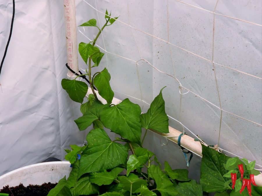 sweet potato vine starting its climb