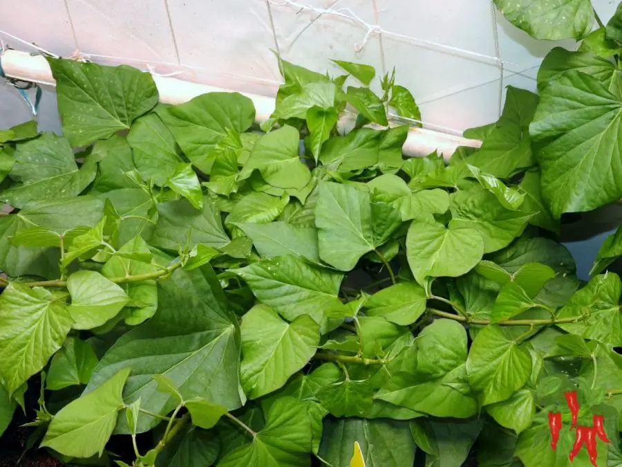 hydroponic sweet potatoes