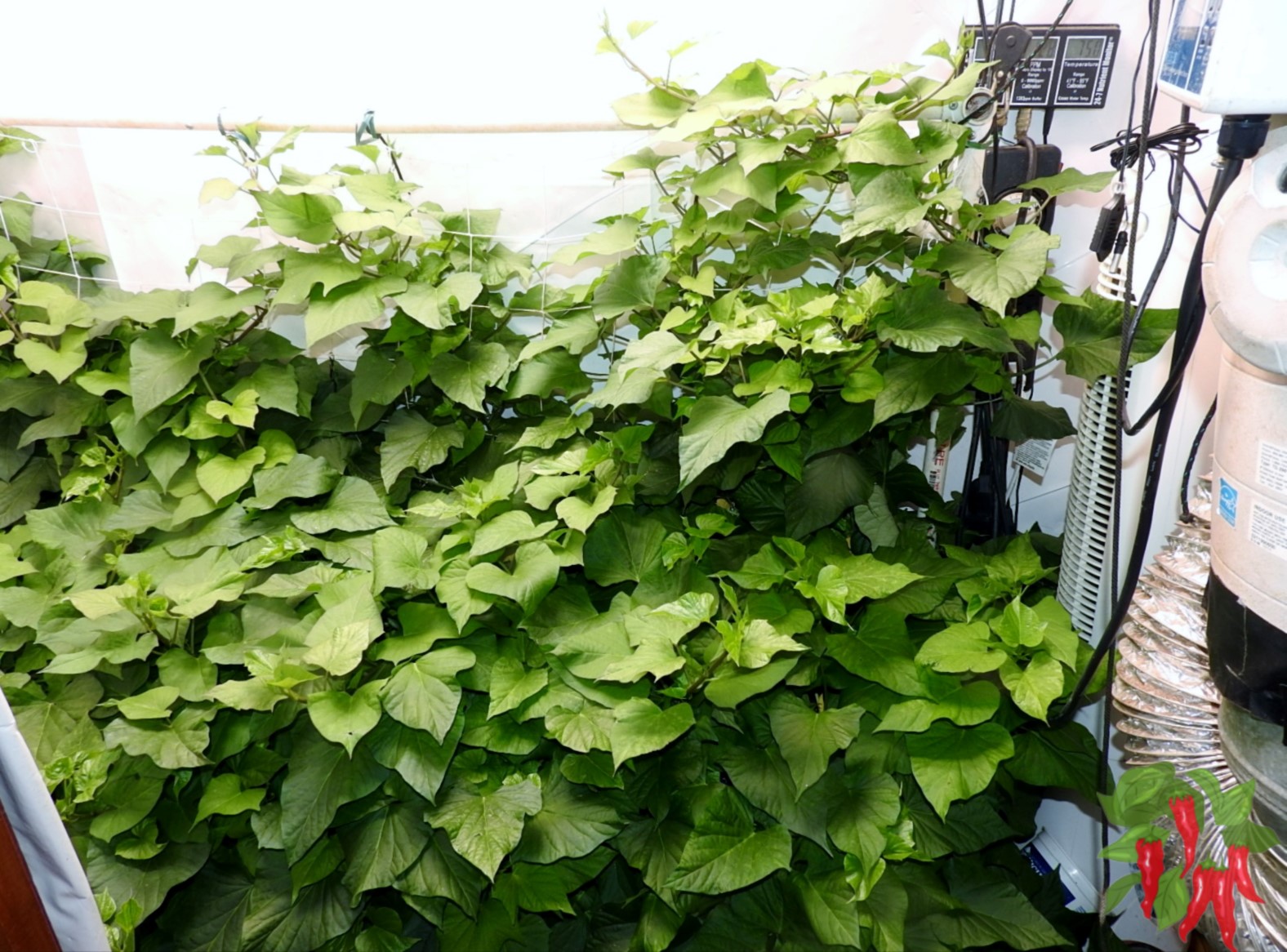 What is Vertical Gardening? Sweet potato vines climbing a trellis