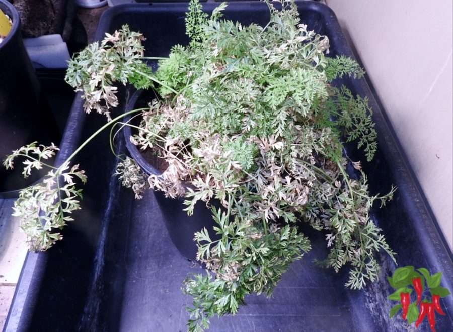 carrot tops dying back