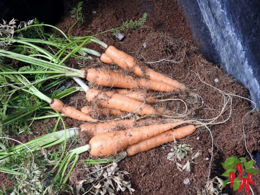 Harvesting Carrots in Containers