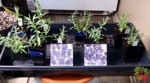 Growing Lavender from Seed Indoors Hidcote and Munstead seedlings
