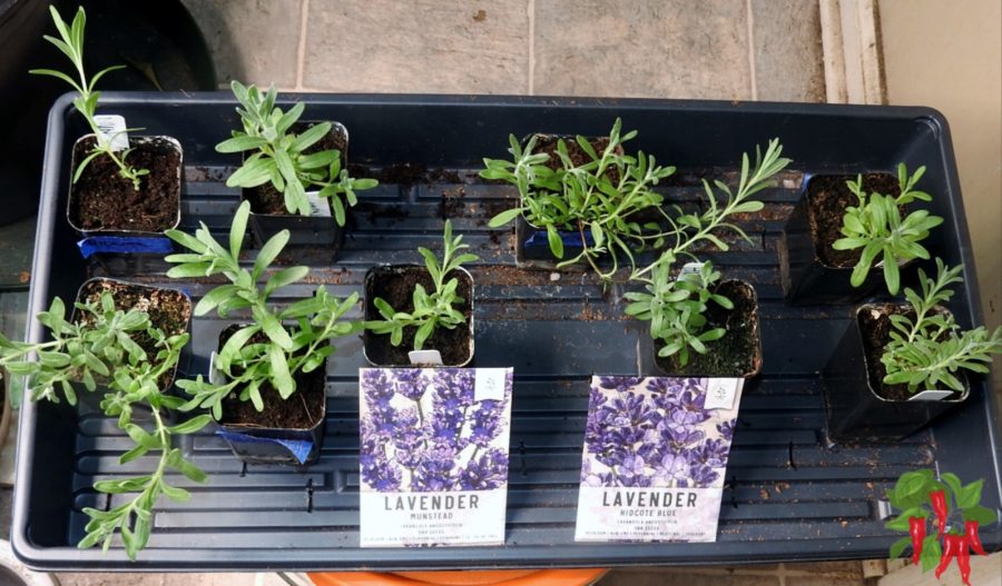Hidcote and Munstead Seedlings