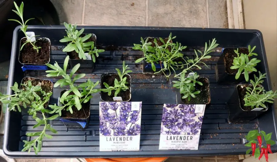 lavender plants under LED lights