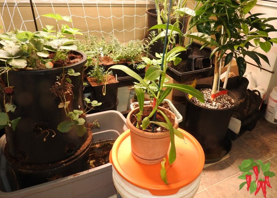Nepenthes reinwardtiana Choosing and Buying Carnivorous Plants