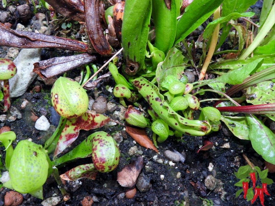 Darlingtonia californica - Cobra Lily mother showing new growth