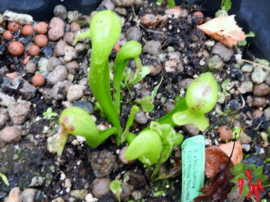 Cobra Lily Care - new clump of cobra lilies growing from the mother plant