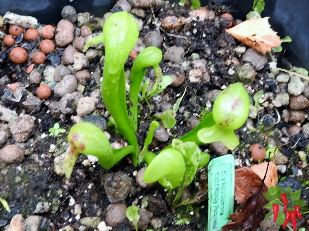 Cobra Lily Care 9 Darlingtonia californica Growth Hacks