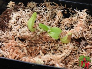 Nepenthes truncata Care - Young Nepenthes truncata plant