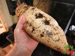 Hydroponic Sweet Potato Harvest of Purple Okinawan Sweet Potatoes