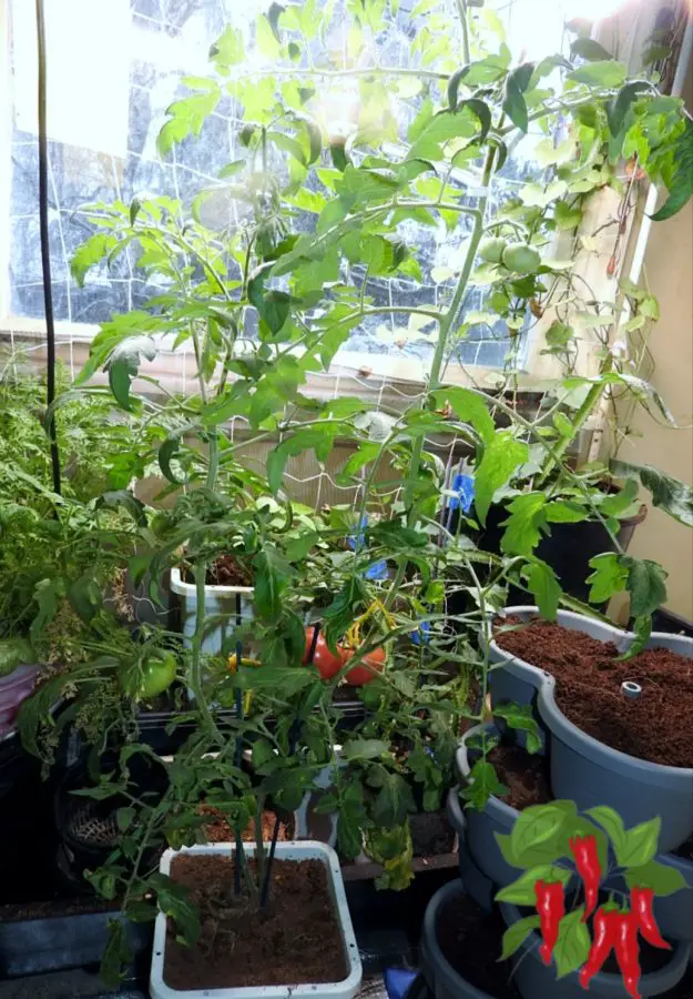 How To Grow Tomatoes In a Kitchen Garden