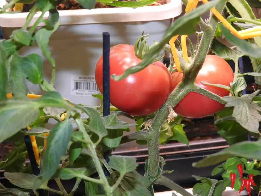 Beefsteak Tomatoes Ready for Harvest