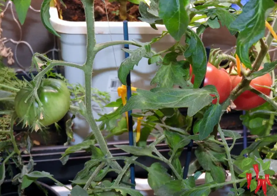 tomatoes on the vine