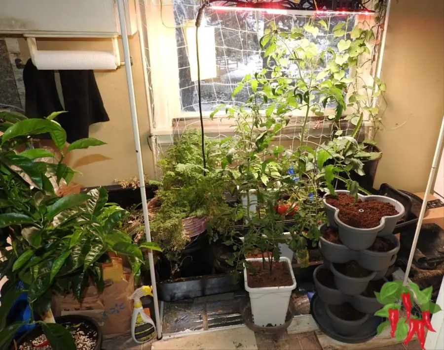 My Kitchen Garden