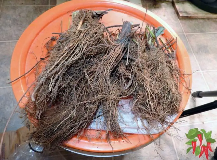 Seascape Strawberries