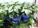 Selecting Vegetable Plants for Closet Growing