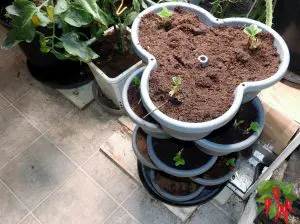 Using Coco Coir in a Vivosun Stackable Planter