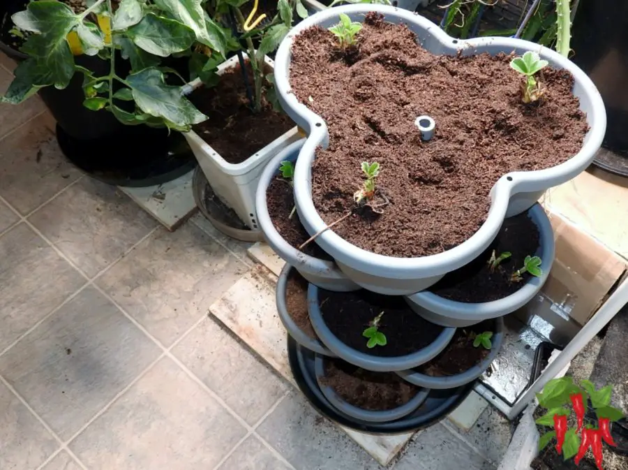 Young Seascape Strawberries in Coco Coir