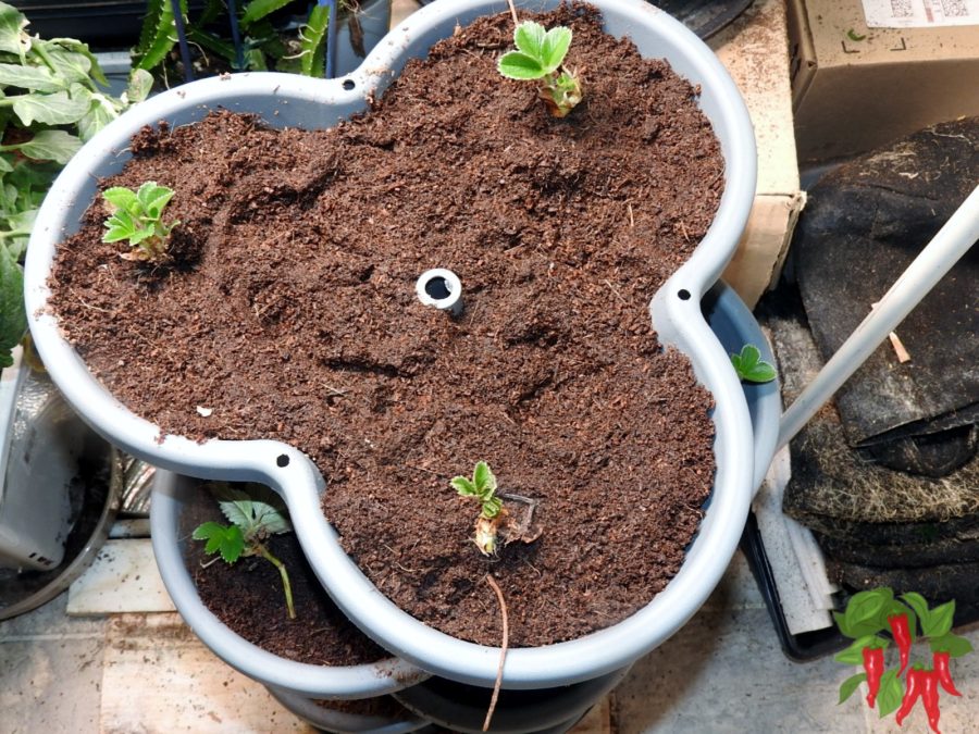 Using Coco Coir in a Vivosun Stackable Planter Filling the Planter with Coco Coir and planting strawberries