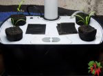 How To Grow Bloomsdale Spinach in an AeroGarden Harvest