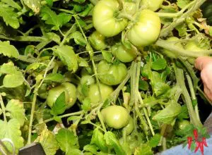 How To Grow Hydroponic Tomatoes and Peppers