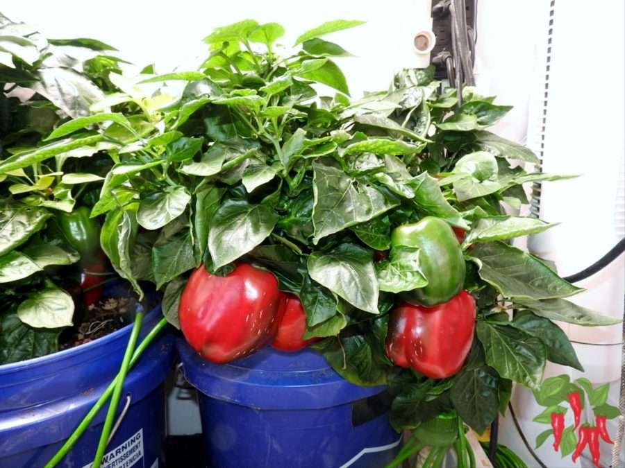 Tomato and Pepper Hydroponics Grow