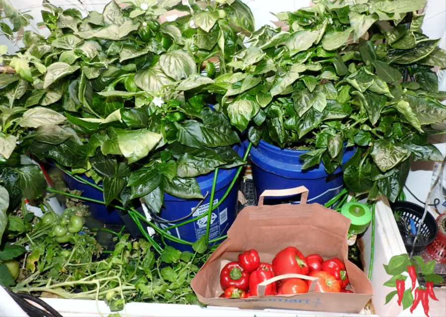 Sustainable Gardening Indoors - Bell Pepper Harvest