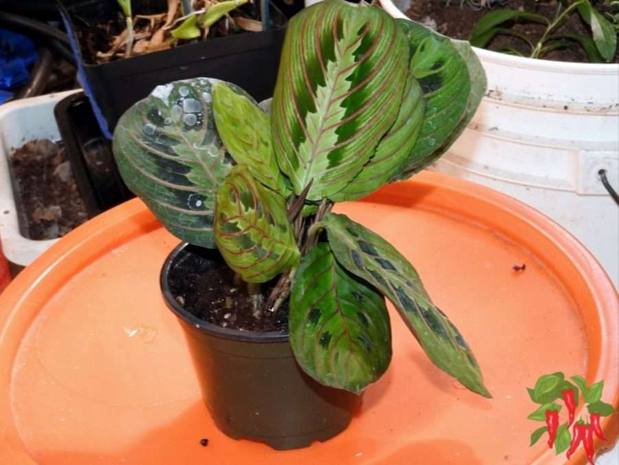 My Prayer Plant