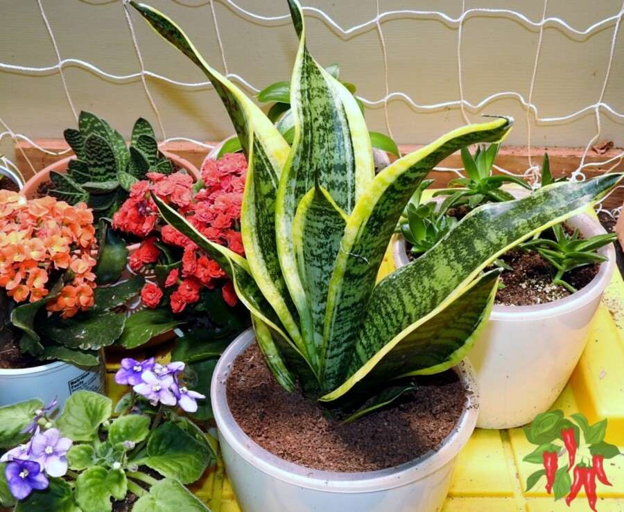What Is A Snake Plant?