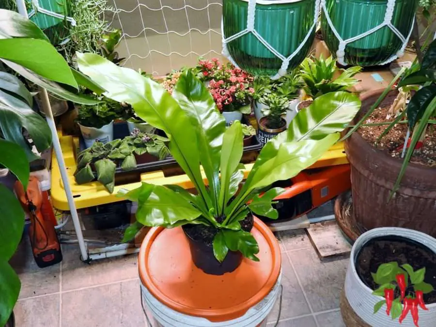 Japanese Bird's Nest Fern Care