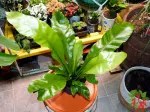 Japanese Bird's Nest Fern: Complete Care Guide