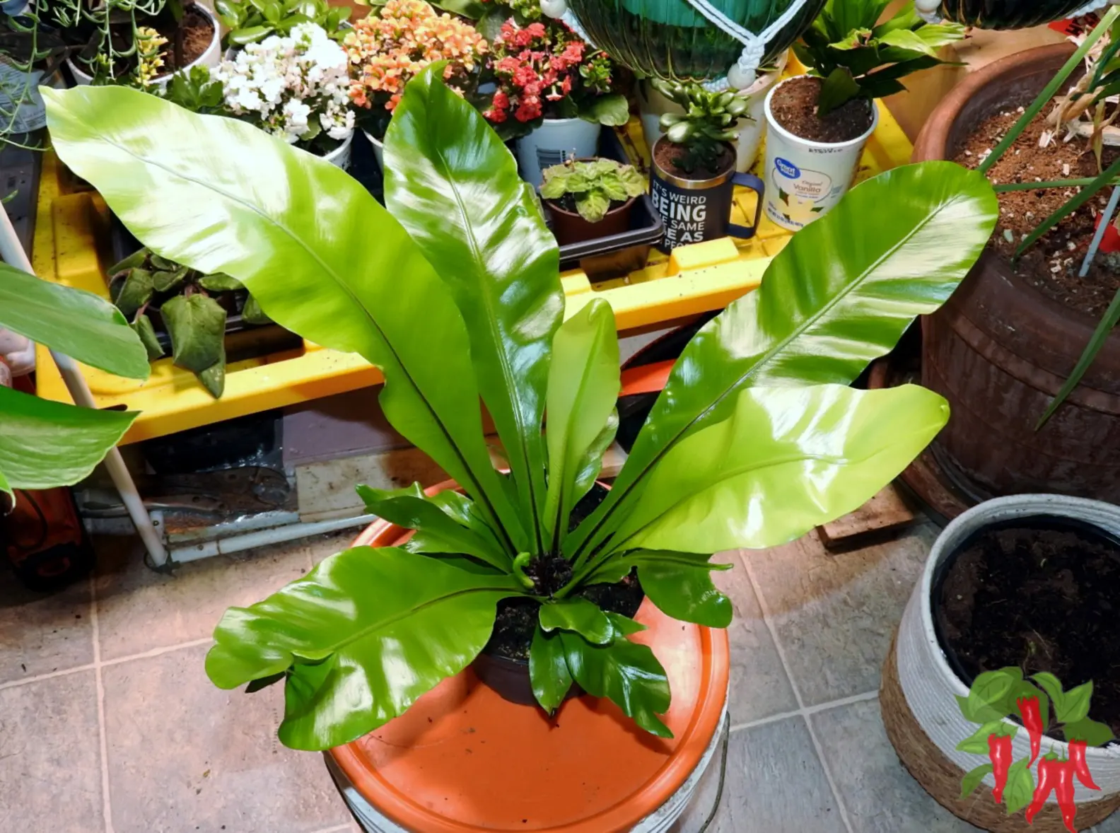 Indoor Gardening Japanese Bird's Nest Fern