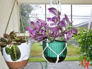 Bubble Gum Plant Care