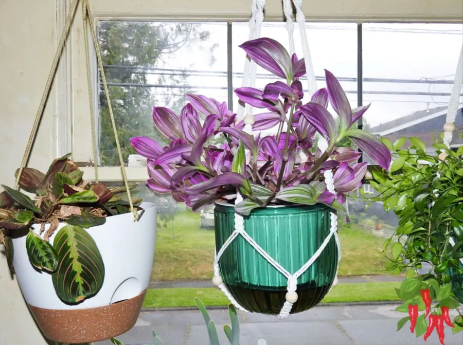 Bubble Gum Plant Care