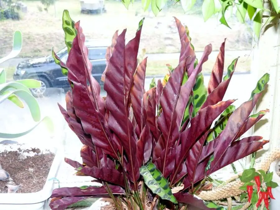 Calathea Care Indoors Made Easy