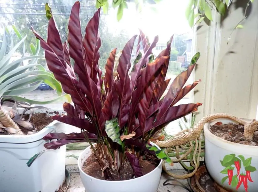 Calathea lancifolia Rattlesnake Plant Care