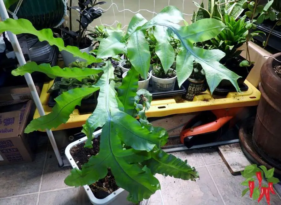 Phlebodium aureum ‘Blue Star’