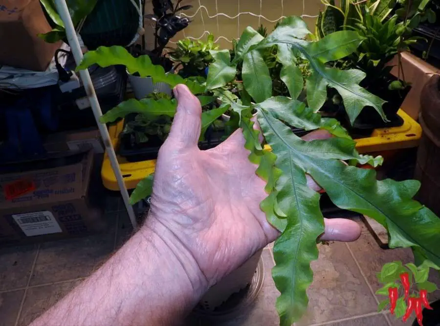 Phlebodium aureum ‘Blue Star’ leaf