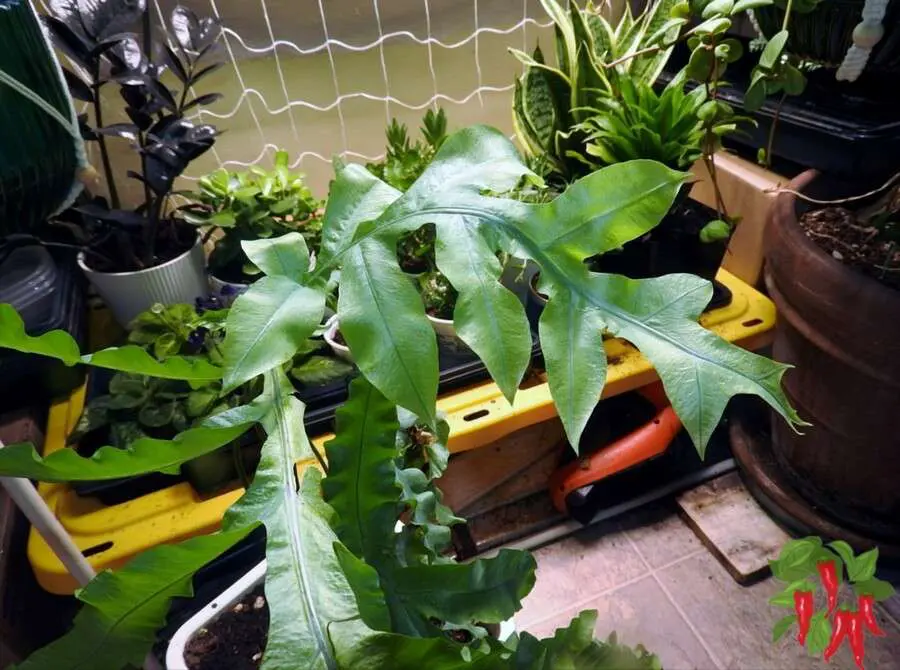 Phlebodium aureum ‘Blue Star’