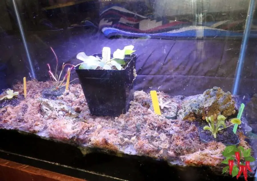 How To Build a Carnivorous Plant Terrarium