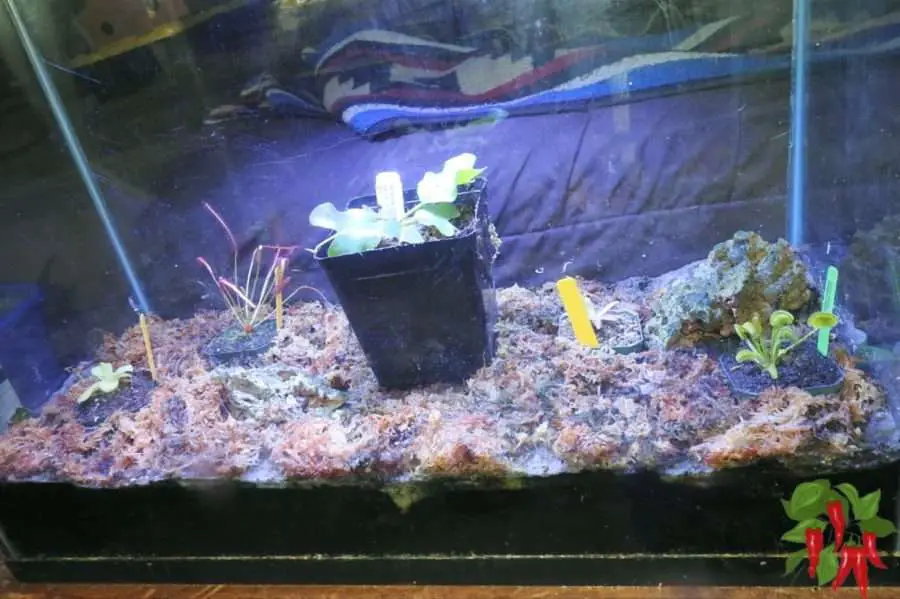 How To Make a Carnivorous Plant Terrarium