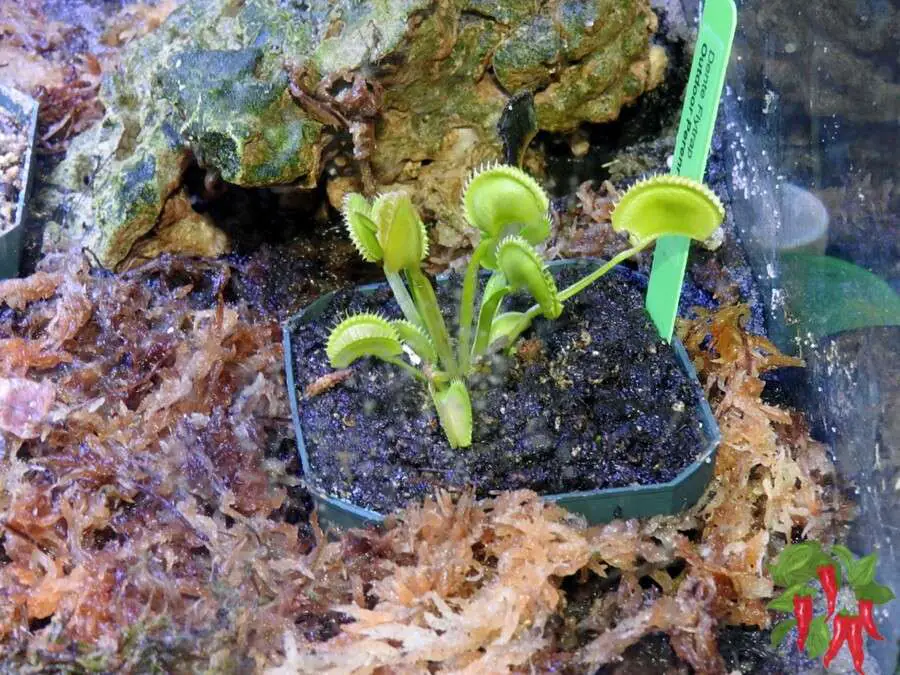 Venus Flytrap (Dionaea muscipula ‘Dentata’)