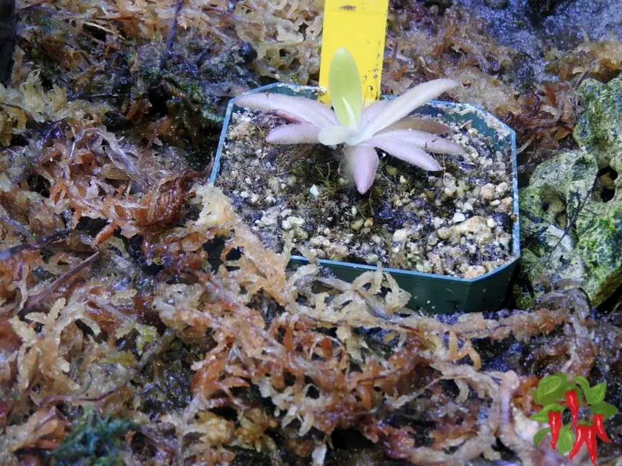 Butterwort (Pinguicula ‘Aphrodite’