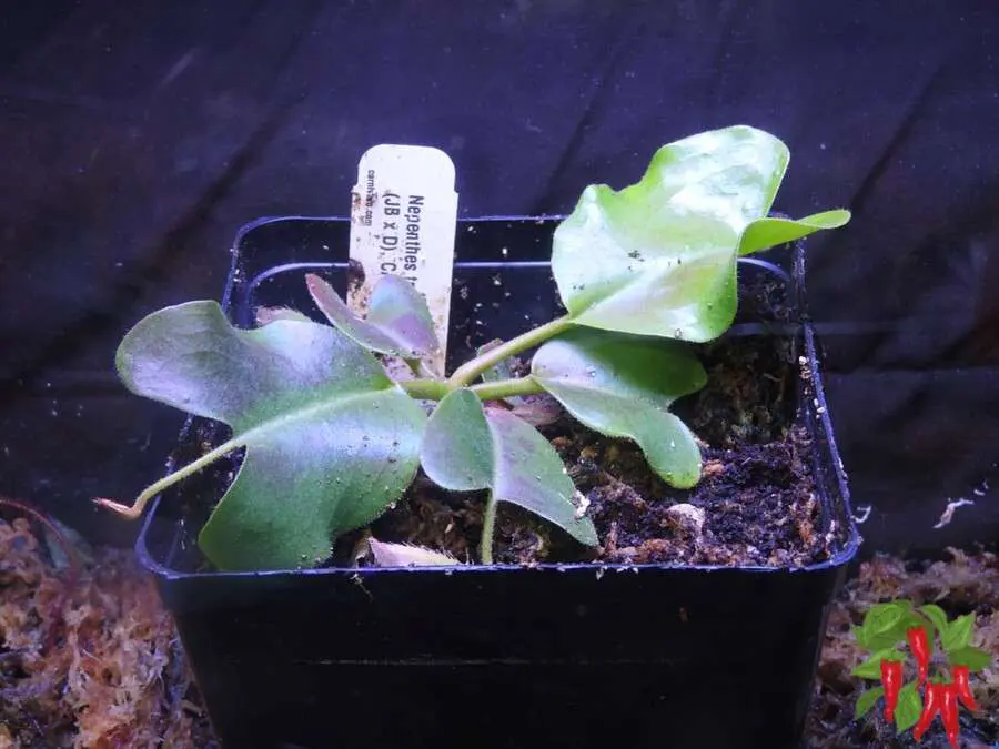 Pitcher Plant (Nepenthes truncata)